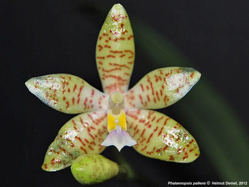Phalaenopsis Pallens