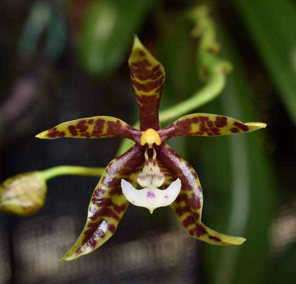 Phalaenopsis Pantherina