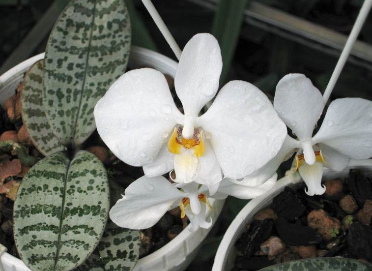 Phalaenopsis Philippinensis