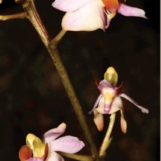 Phalaenopsis Pulcherrima var. Apiculata
