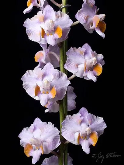 Phalaenopsis Pulcherrima var. Marmorata