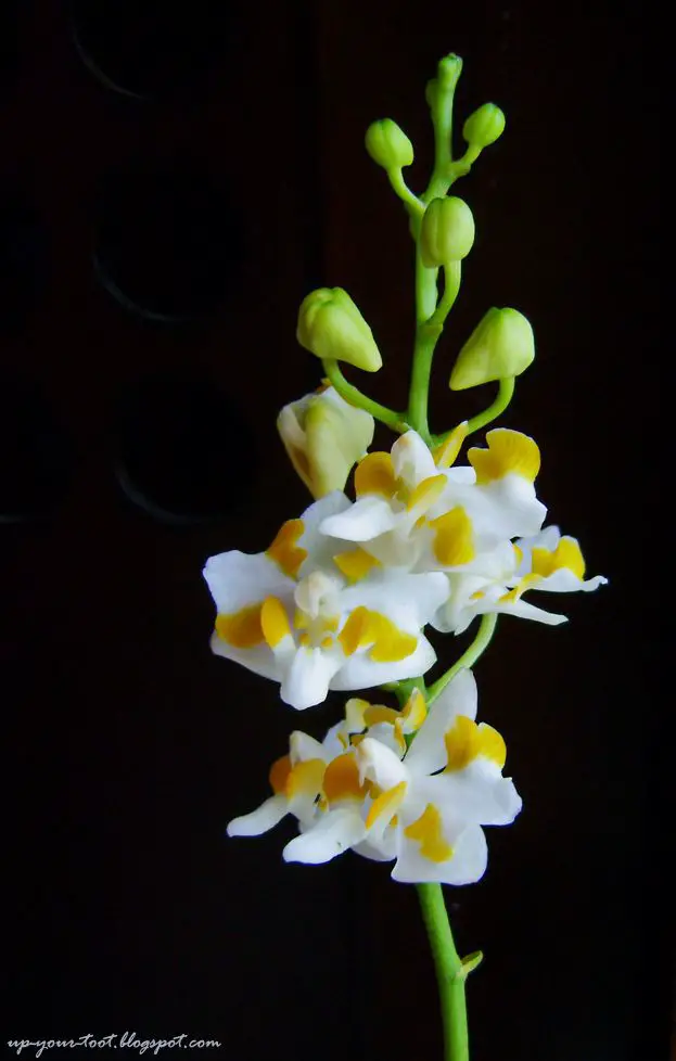 Phalaenopsis Pulcherrima var. Pulcherrima