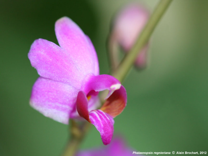 Phalaenopsis Pulcherrima var. Regnieriana