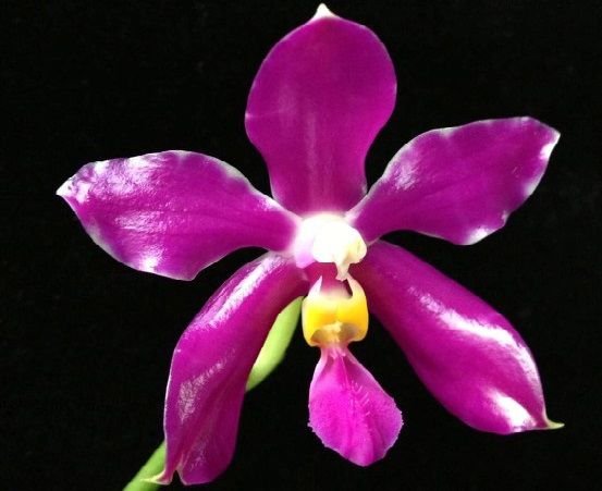 Phalaenopsis Pulchra