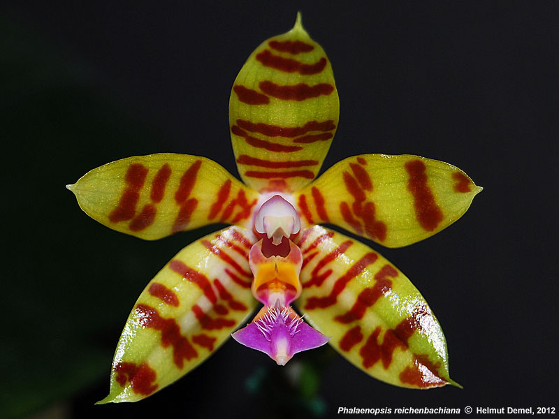 Phalaenopsis Reichenbachiana