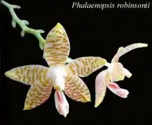 Phalaenopsis Robinsonii