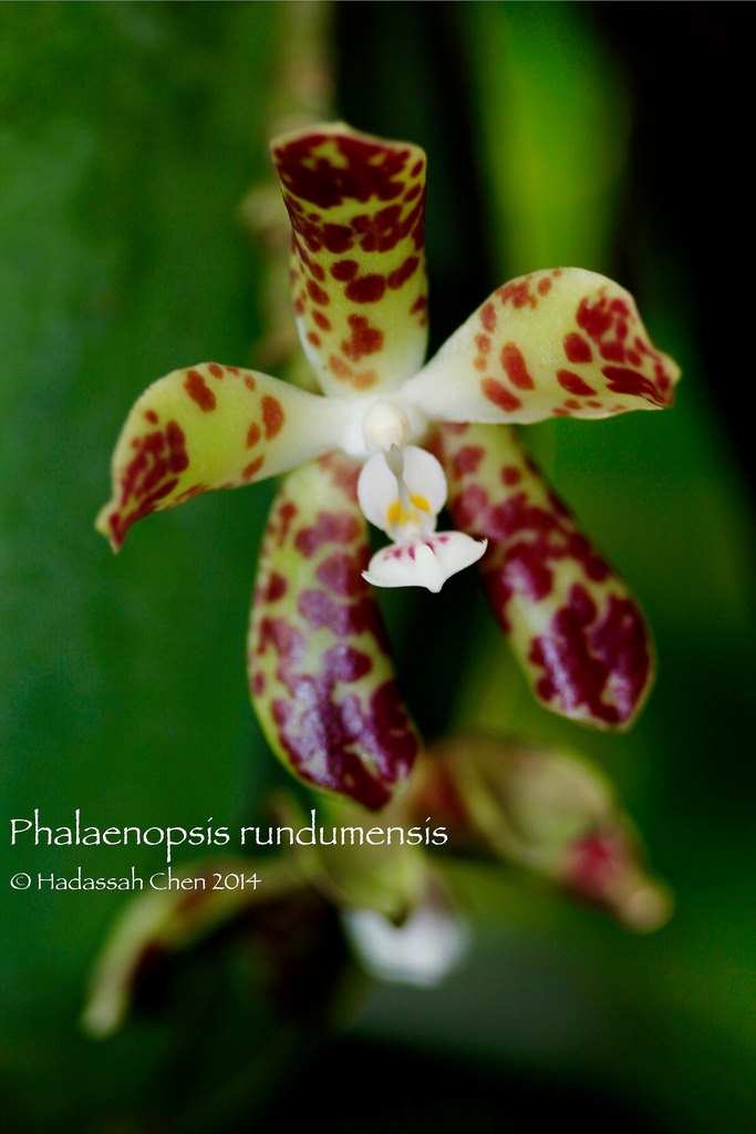 Phalaenopsis Rundumensis