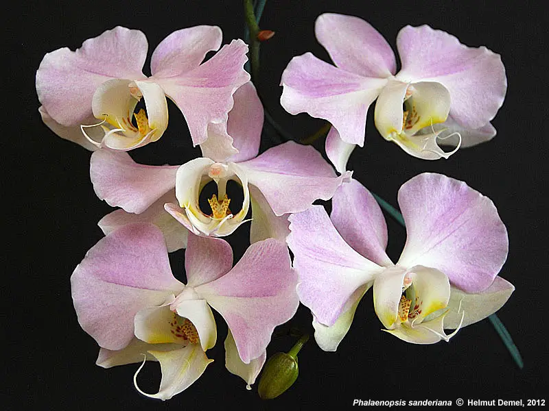 Phalaenopsis Sanderiana