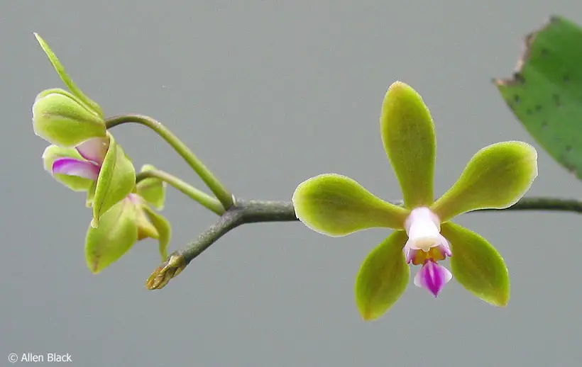 Phalaenopsis Stobartiana