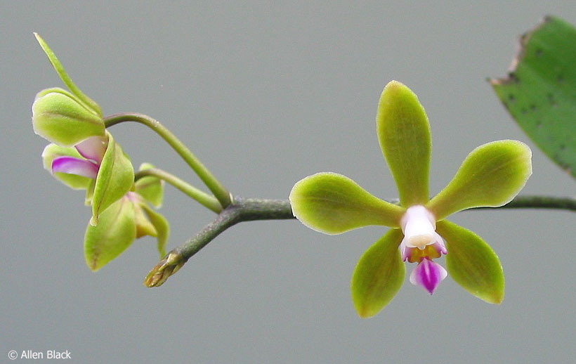 Phalaenopsis Stobartiana