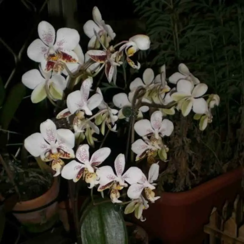 Phalaenopsis Stuartiana
