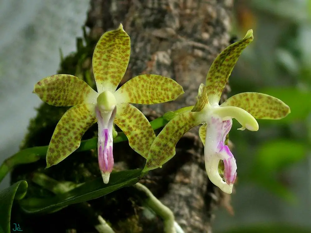 Phalaenopsis Subparishii