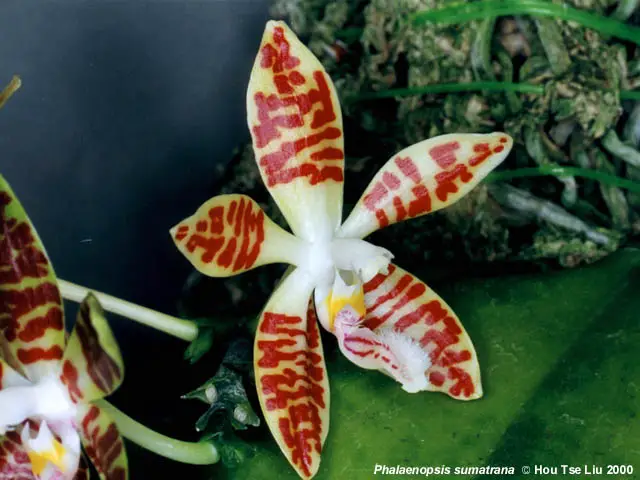 Phalaenopsis Sumatrana