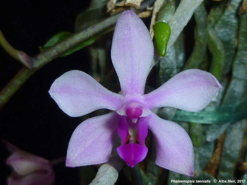 Phalaenopsis Taenialis