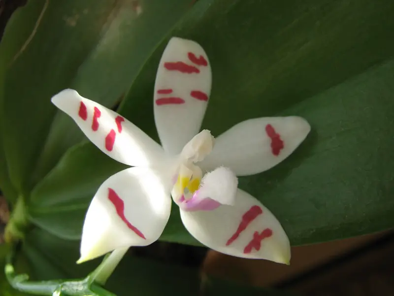 Phalaenopsis Tetraspis