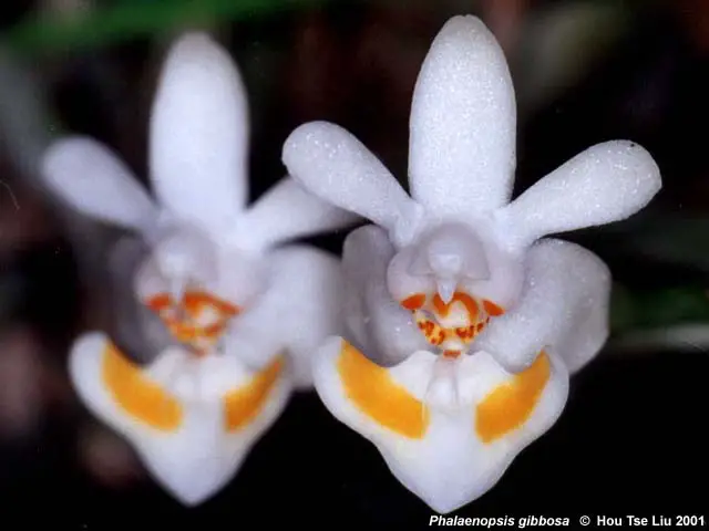Phalaenopsis Thailandica