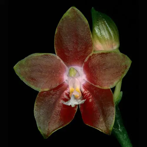 Phalaenopsis Venosa