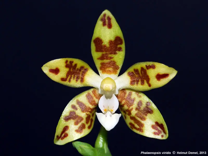Phalaenopsis Viridis
