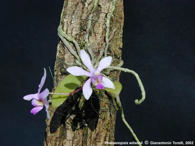 Phalaenopsis Wilsonii