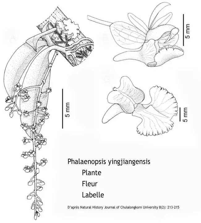 Phalaenopsis Yingjiangensis