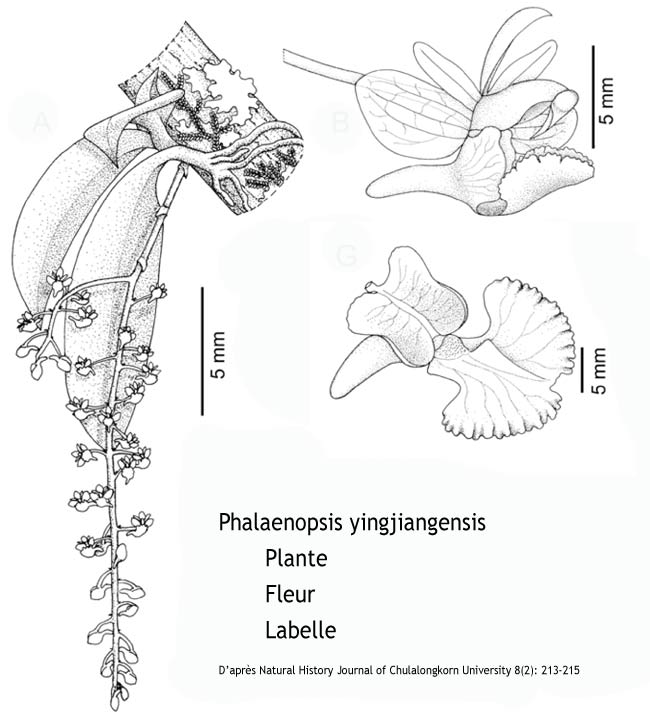 Phalaenopsis Yingjiangensis