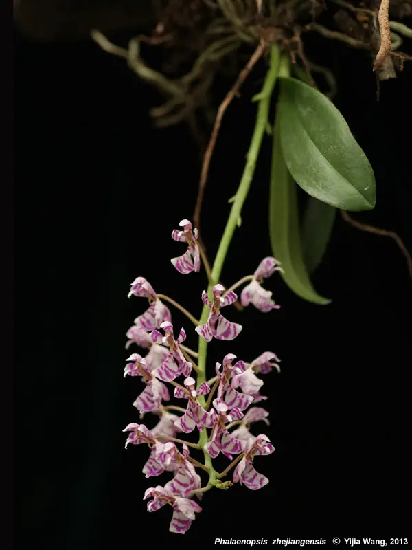 Phalaenopsis Zhejiangensis