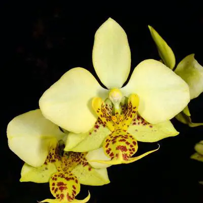 Phalaenopsis × Amphitrite Kraenzl