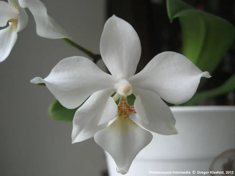 Phalaenopsis × Intermedia