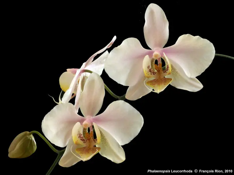 Phalaenopsis × Leucorrhoda