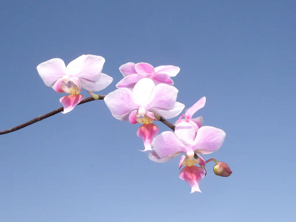 Phalaenopsis × Rolfeana