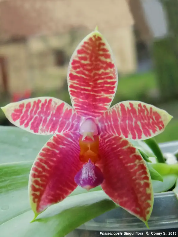 Phalaenopsis × Singuliflora