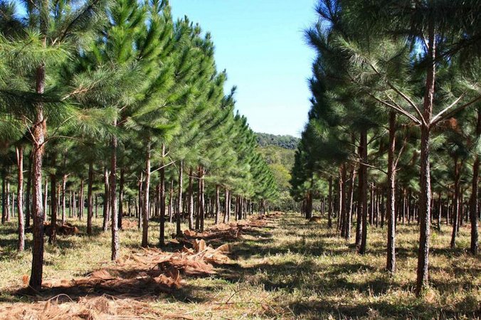 Pinus