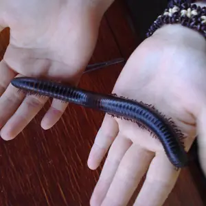 Piolho de Cobra Gigante Como Animal de Estimação