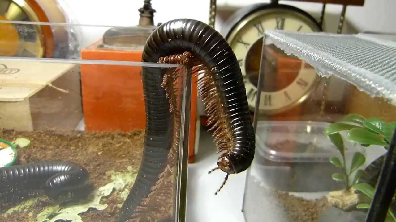 Piolho de Cobra Gigante Em Cativeiro