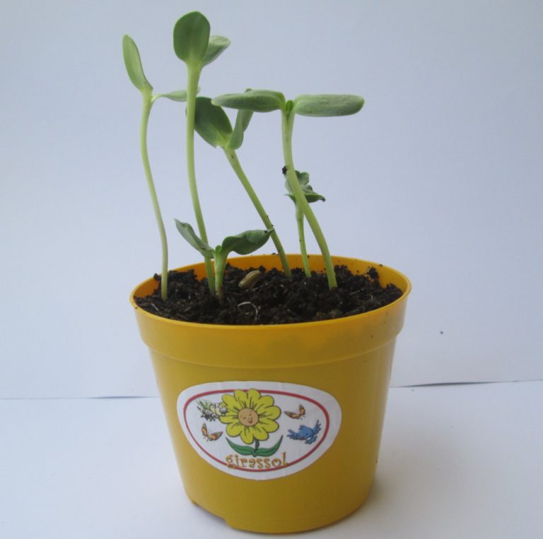 Como Plantar Girassol no Algodão? | Mundo Ecologia