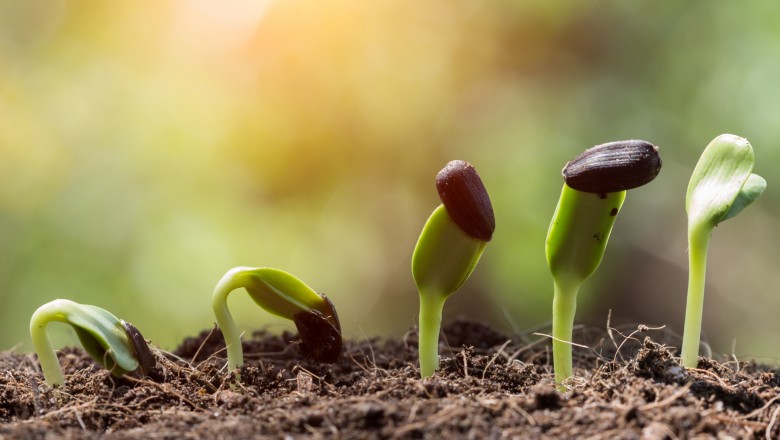 Plantas Em Solo Preservado