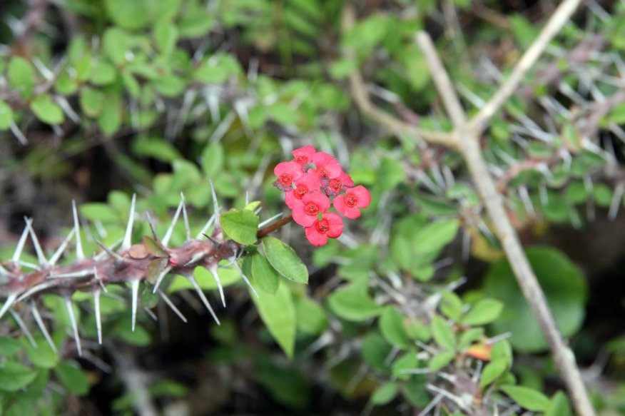 Plantas Espinhosas 