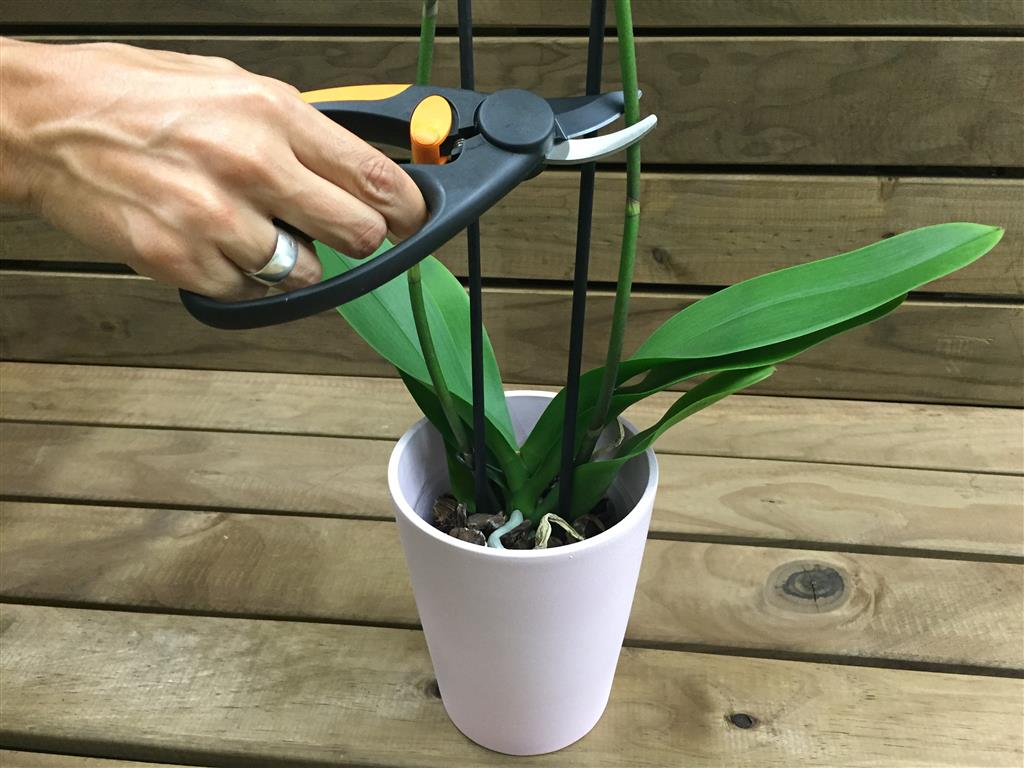 Quanto Tempo Uma Orquidea Dura Qual Seu Tempo De Floracao Mundo Ecologia