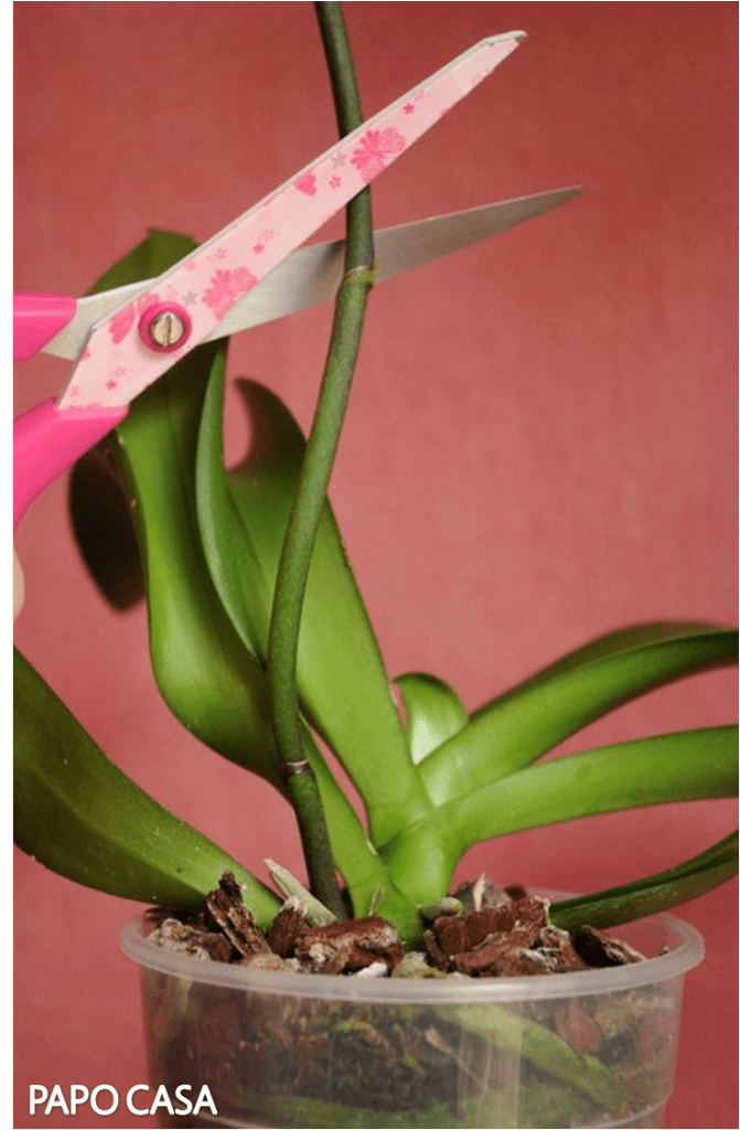 орхидея фаленопсис цветонос. стрелка на цветоносе орхидеи. орхидея фаленопсис цветонос. стебель орхидеи фаленопсис. что делать с отцветшим цветоносом.