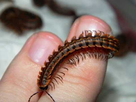 Piolho de Cobra e Lacraia Com Fotos