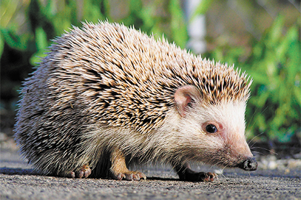 Porco Espinho