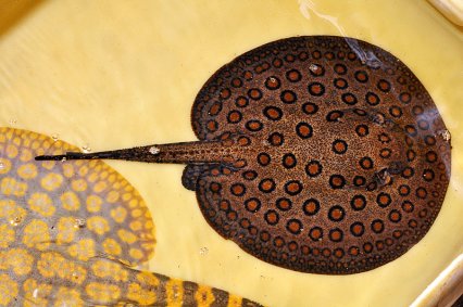 Porcupine River Stingray