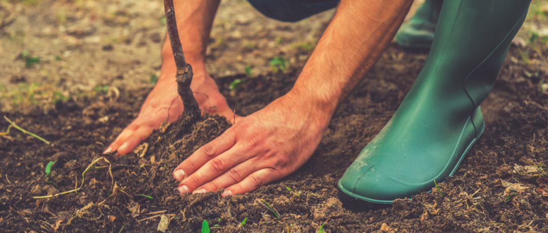 Preparação da Terra Para Plantar Cravo da Índia