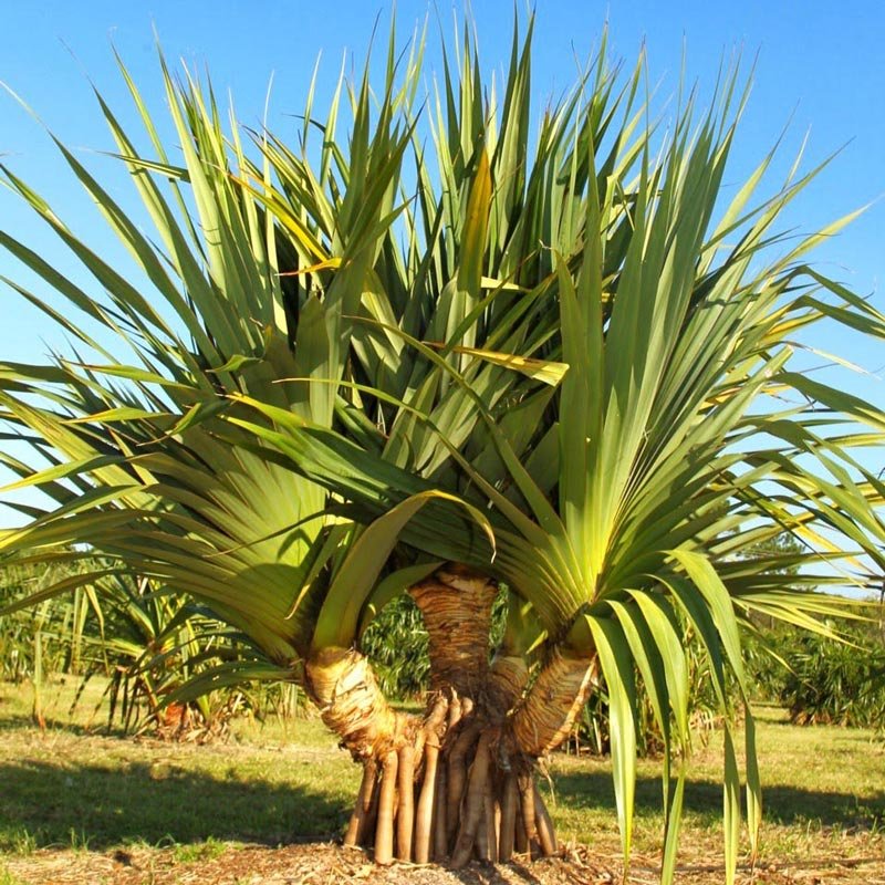 Pândano
