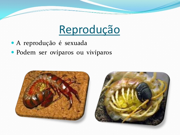 Quilópodes Reprodução