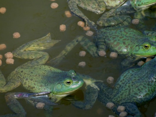 Espécies de Rãs Brasileiras com Fotos | Mundo Ecologia