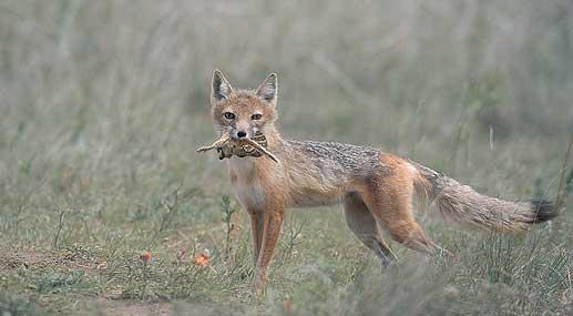 Raposa Veloz Comendo 