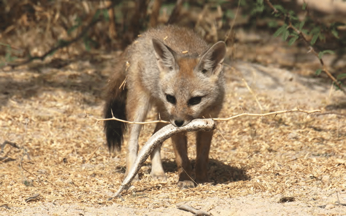 Raposa-de-Bengala Comendo