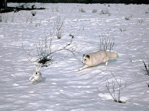 Raposa do Ártico Comendo Caçando uma Lebre