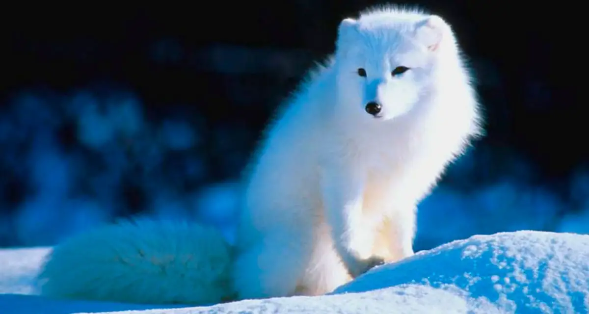 Raposa do Ártico Sentada na Neve